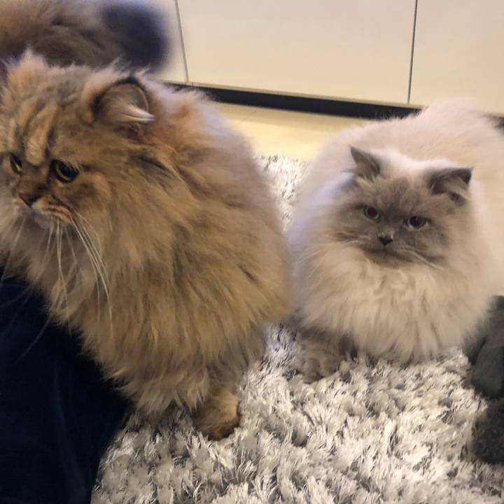 798cbfa0 32ab 4410 839e 60b2492ecbe9 1546504259479