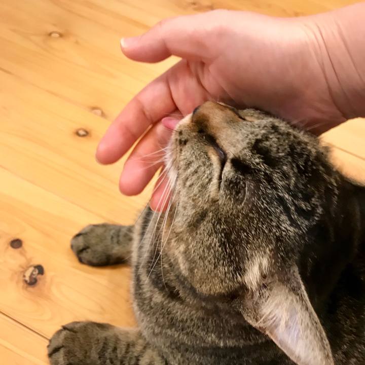 798cc8fa 1a75 4eb0 8963 1164849804bb 1547682539657