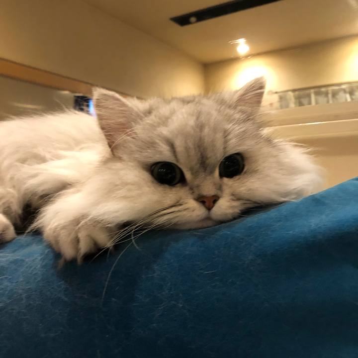 798da322 9a6e 4631 9f6f 215f894ec8b4 1552533790117