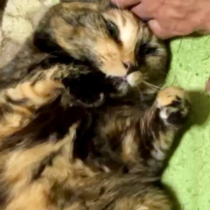 798ebaa7 4388 47fe 8437 e9e724a8e7f9 1736328351959