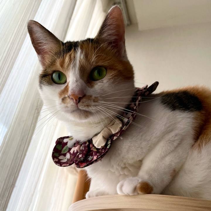 798f802b 31bc 4fcb b1a8 7a46faeced8b 1758155595357