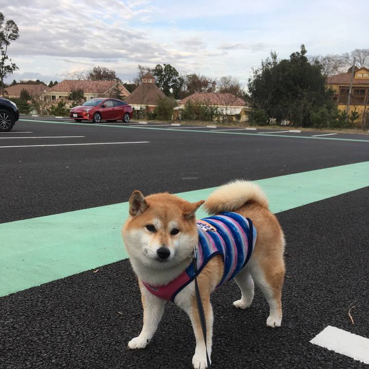 79910411 62d5 4de7 9820 049aba831bc5 1542357832972