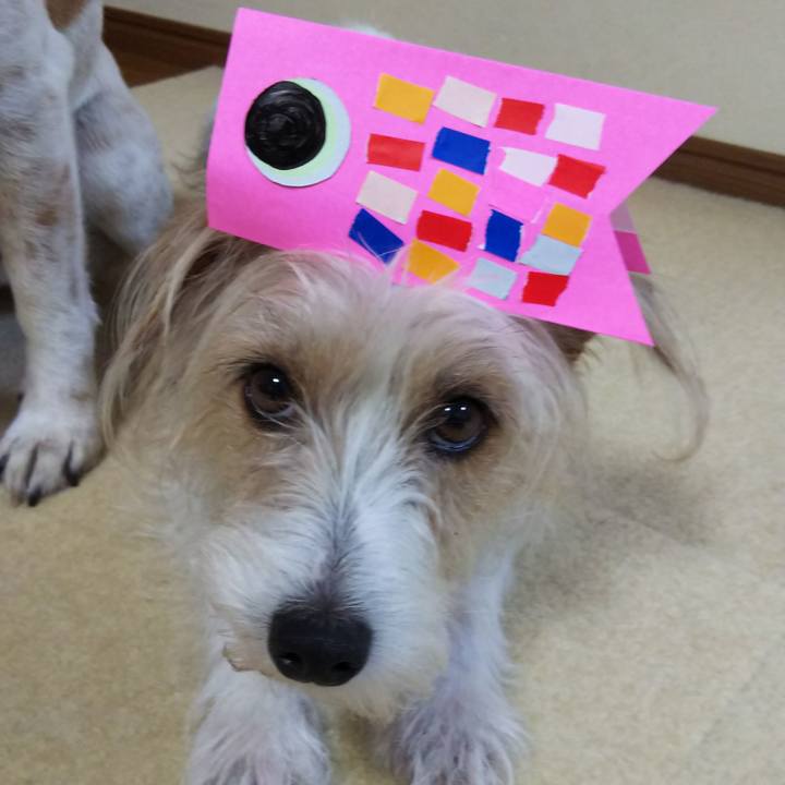 7992a7fa 6a48 4683 ae54 6a3257915152 1525529763711