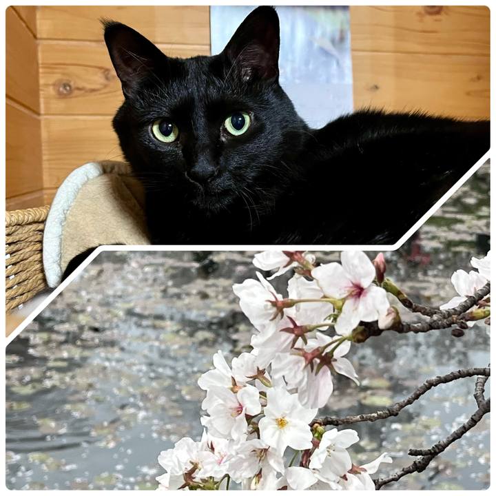 799437a2 8891 48d4 9907 aa8db38173a9 1743498786911