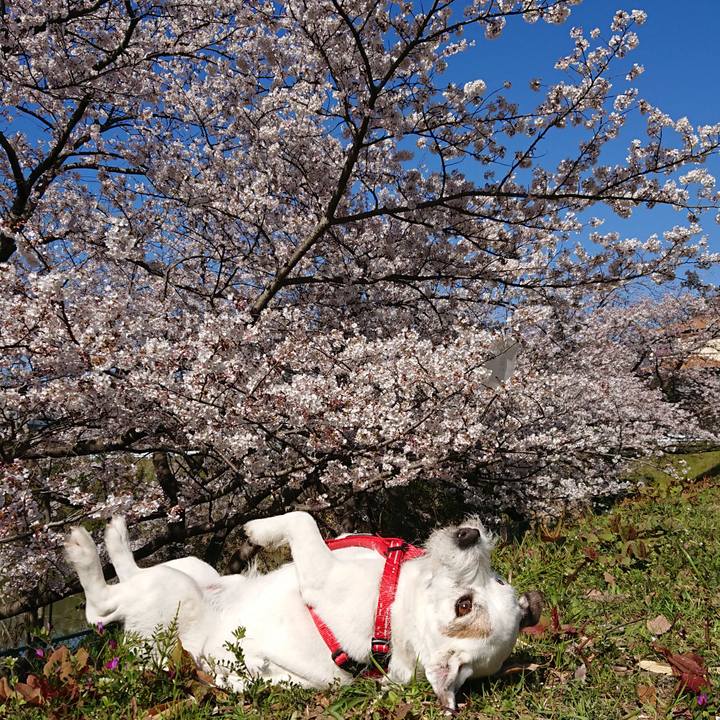 7994c5f0 3274 4fb1 8a10 834ca110b9f6 1554418833220