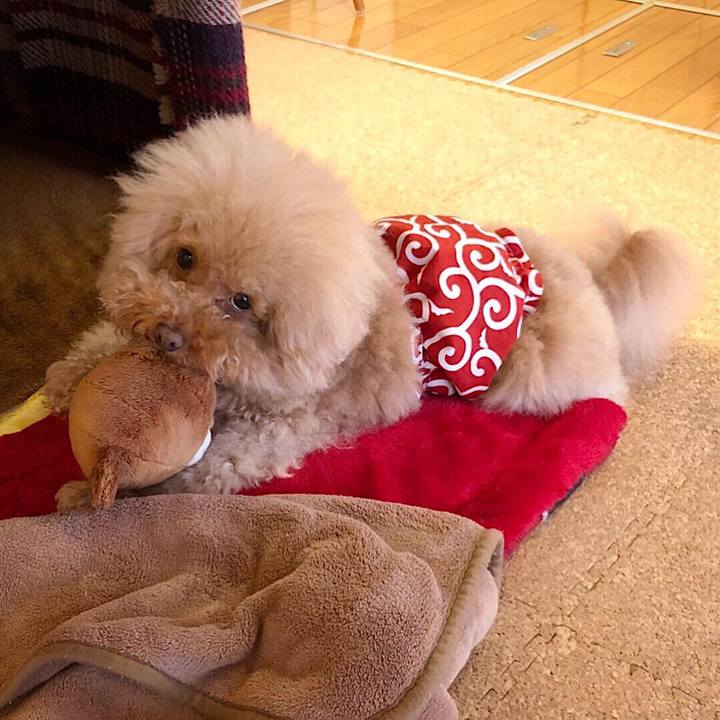 79955e54 8ead 4d6c 98cc 24038635fd12 1540377631113