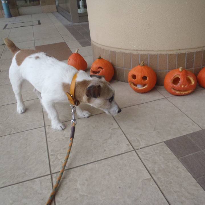 7995bcd3 f483 4a88 8f45 68d004950713 1540963573642