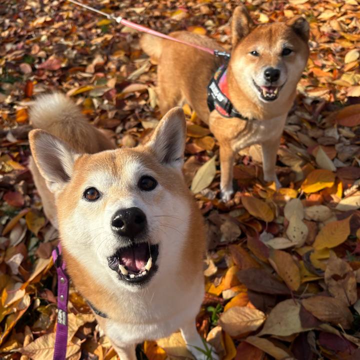 7996b2ff 1ecf 4d37 b992 98c5302a9543 1763265365668