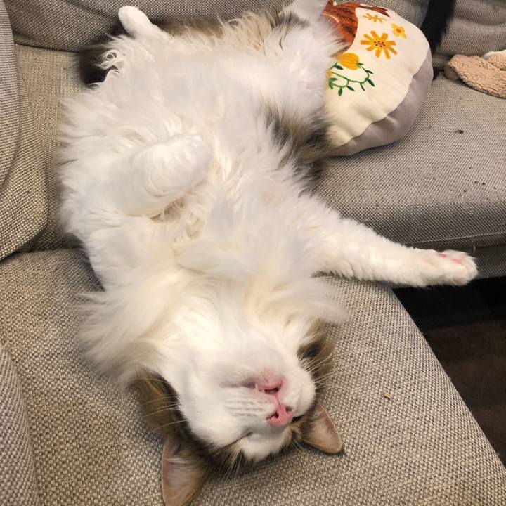 7998ef9f 2bf9 4d38 8a6c f03d494de3b0 1657453123798