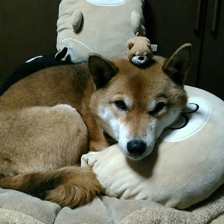 799a4f8e 8d94 4dc4 857c e4ad2d5d00e6 1548063175490