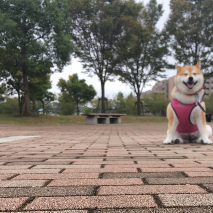 799b876c 4246 4c5f a90f b4bf58019ed0 1570762237723