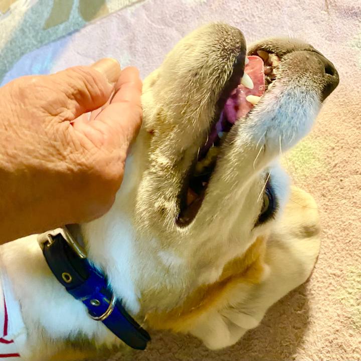 799eabd9 9172 45dd b513 ea200f8cdd1f 1750474266653