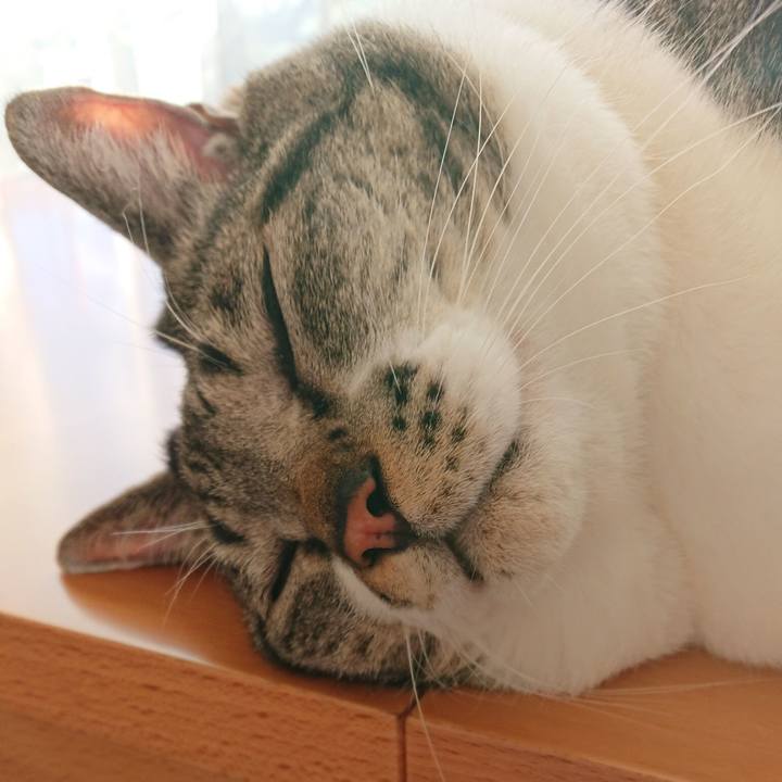 799f0721 552a 4a2d 8893 3af4e01f58f1 1573949677626