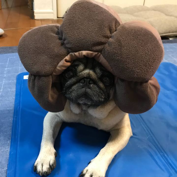 799f5435 089e 42fe b464 e9a6fbb16e50 1531088093778