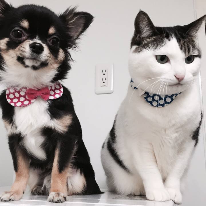 799f8ae2 3020 480e bae6 80eda66b7085 1517092382160