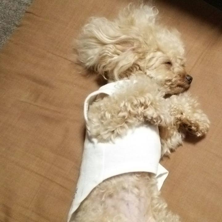 799ffdab 7637 47b6 a877 bb7bbb24da40 1533909480830