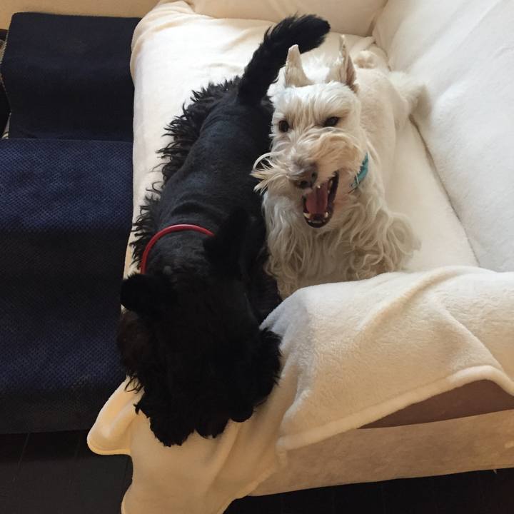 79a1f19c c7a9 4815 bb0f 82df07bf0b54 1512256199847