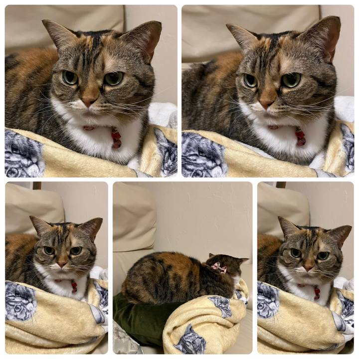 79aabcca 6b65 48cf aa2b a27b14e1f9c2 1763385366007