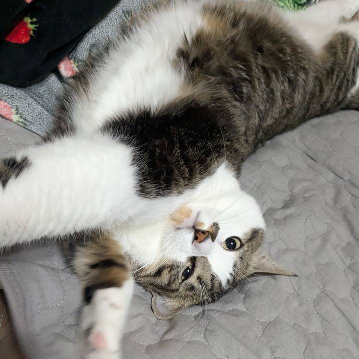 79b1c4c5 a03d 4330 9685 6ca009f415e0 1762034365209