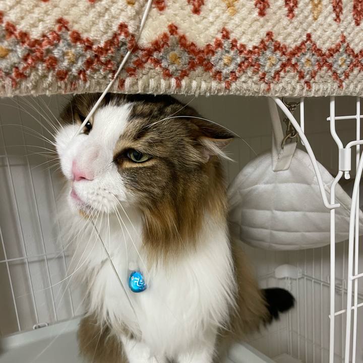 79b2c2e6 6e09 40d2 8867 be8cdbfa728d 1713901122145