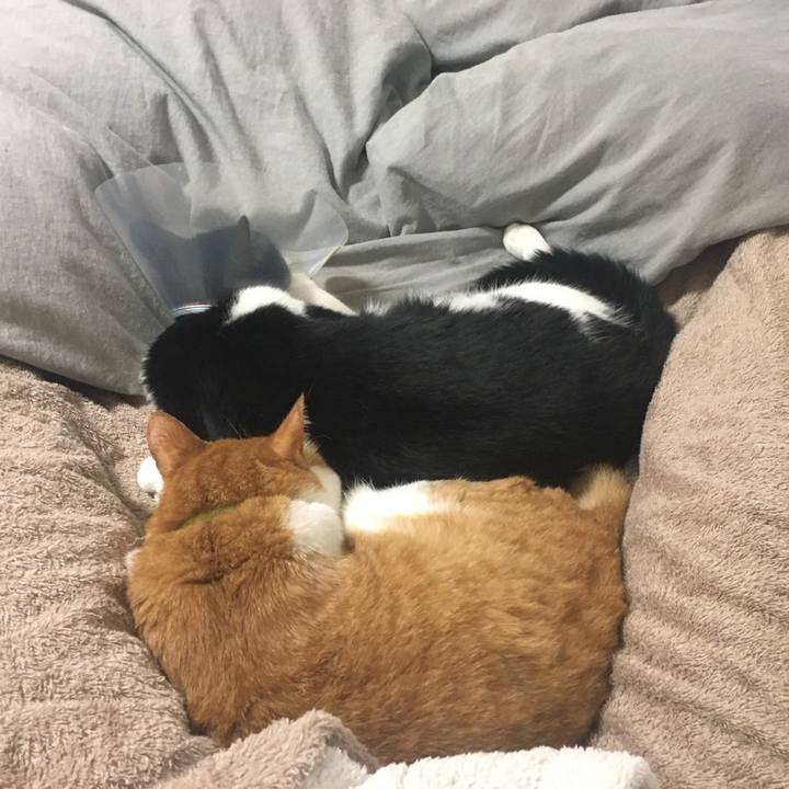 79b93ecd 5218 4f74 8876 19d2cddd44a9 1590148063803