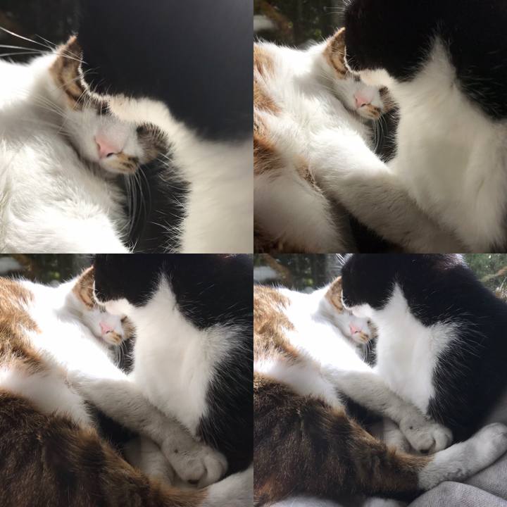 79bbf8e8 4700 4c55 a1a1 e90c1c0081c7 1554450326946