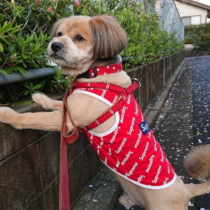 79be62af 80c9 4d2b afef 023ef09eb9d1 1585734427883