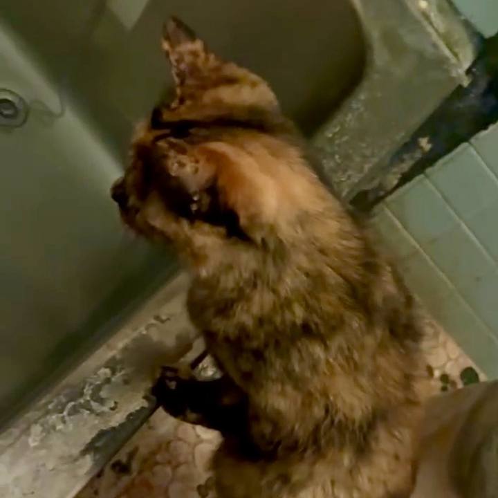 79bf3632 bb9f 4ac9 82fd a9f1a6a84a8b 1748546862764