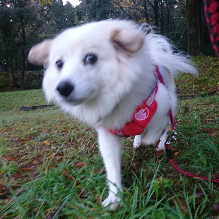 79bf4c0f a6b3 4a6f 8b39 7533fe0348f9 1541194985665