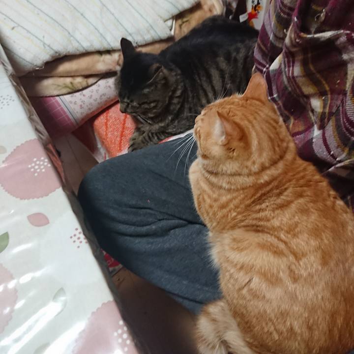 79c3cbb8 6b28 492b b009 e4290ff99471 1649372945868