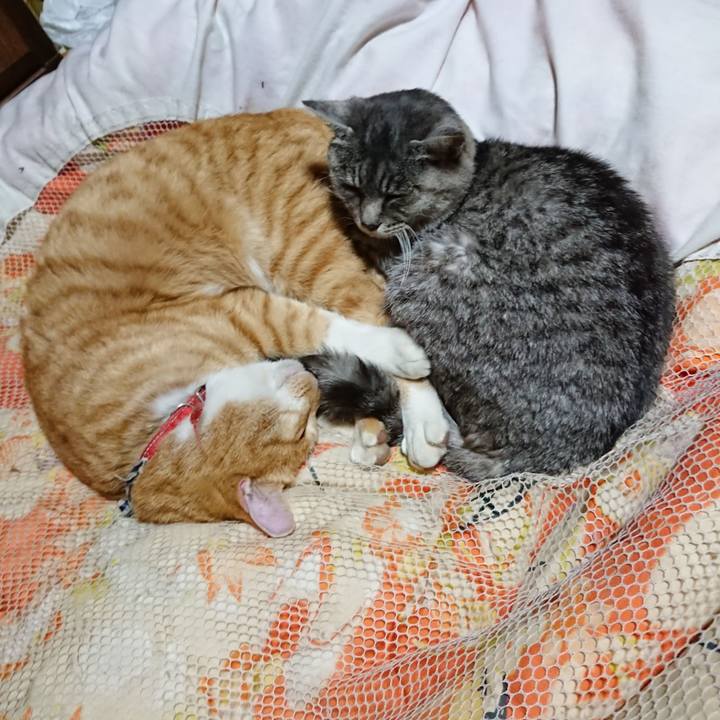 79c67dfd 8d72 49c9 9fd4 eee02848d399 1574688399766