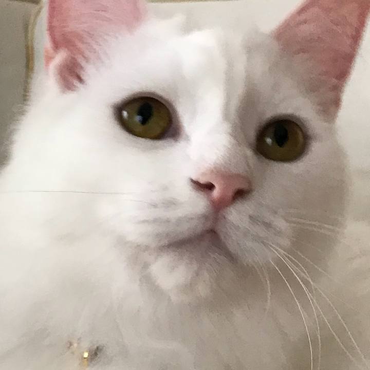 79c6c7c0 0c12 4c60 bc8c 1b2e23f502db 1526443512143