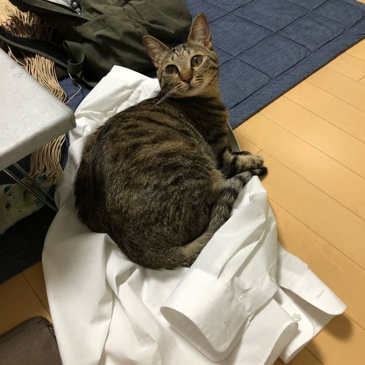 79c73295 8f77 45b1 8e61 5b00d4de8ee7 1527171017612