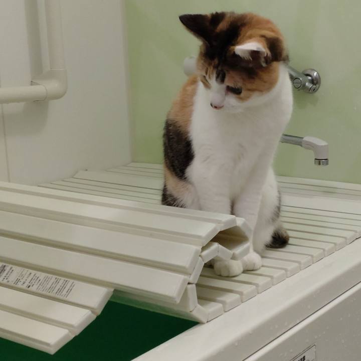 79c73e3c 1782 4f35 85fe a3ed18cbabcc 1651408652018