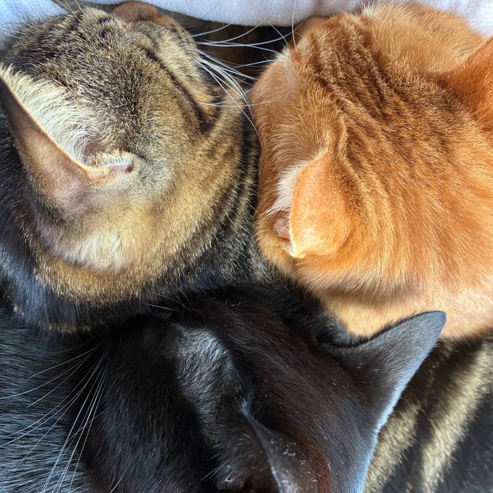 79c8889f 5b02 4b43 9a46 e437a29da5df 1770423036939