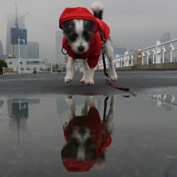 79c91e1b ea52 4962 911f 69258e3d4933 1530872092991