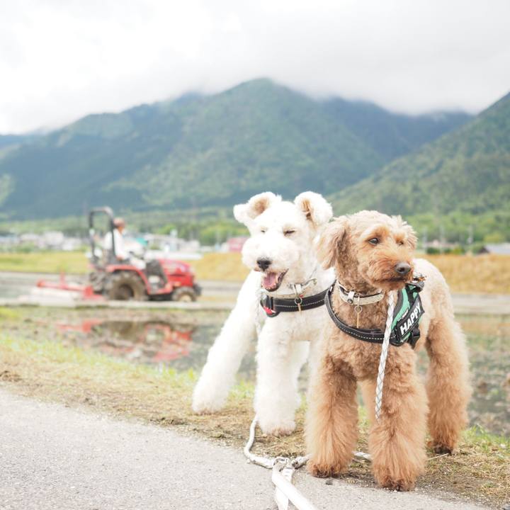 79c94029 1e3a 4404 99ea f046c52c84d2 1588585925981