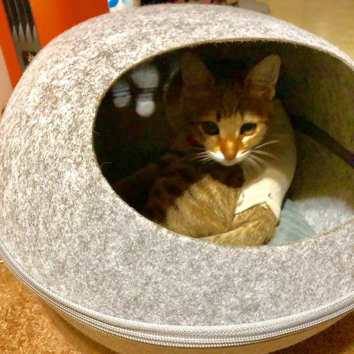 79cf33c0 0d04 4b48 9355 54a958164896 1581388896494