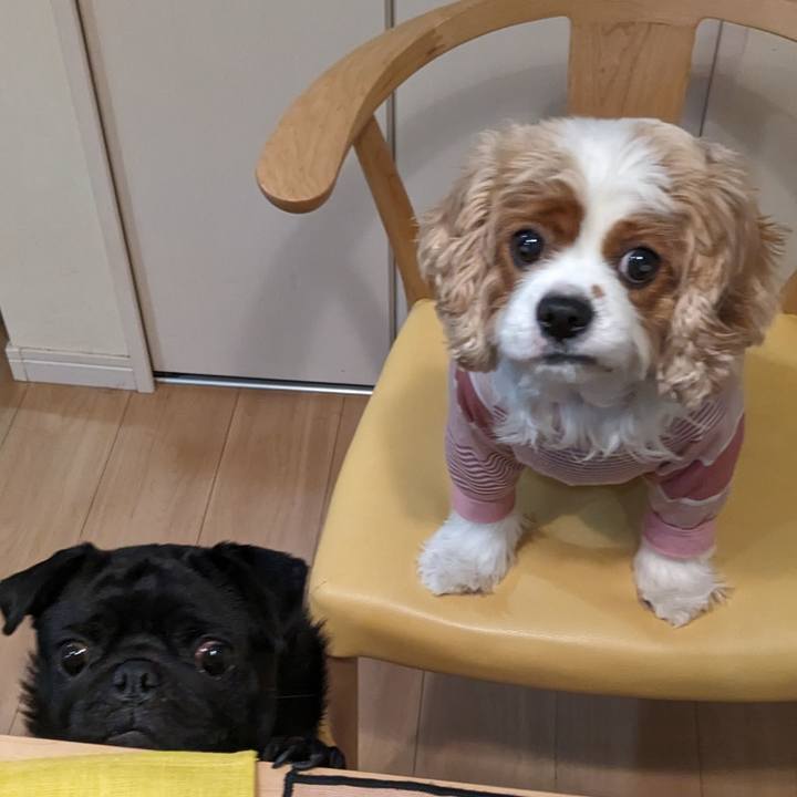 79d0b8cb 11bf 4f9f 82ea f48514188555 1731331482320