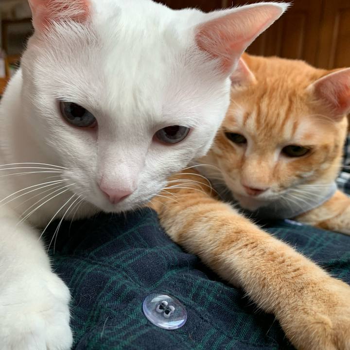 79d0e2b8 a11b 45ad 99db 16cab555c7fe 1602369912404