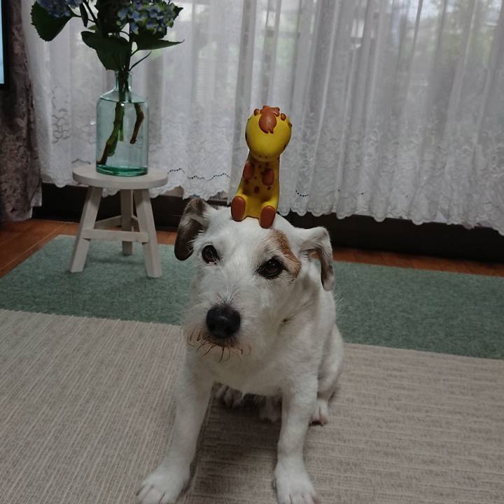 79d0e37c b490 4588 a2cd 3c46eec19694 1562283347646