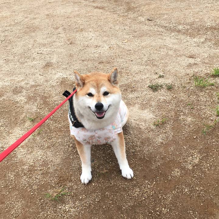 79dab458 d820 4541 9ece 7e8cd1d029ca 1588566740652