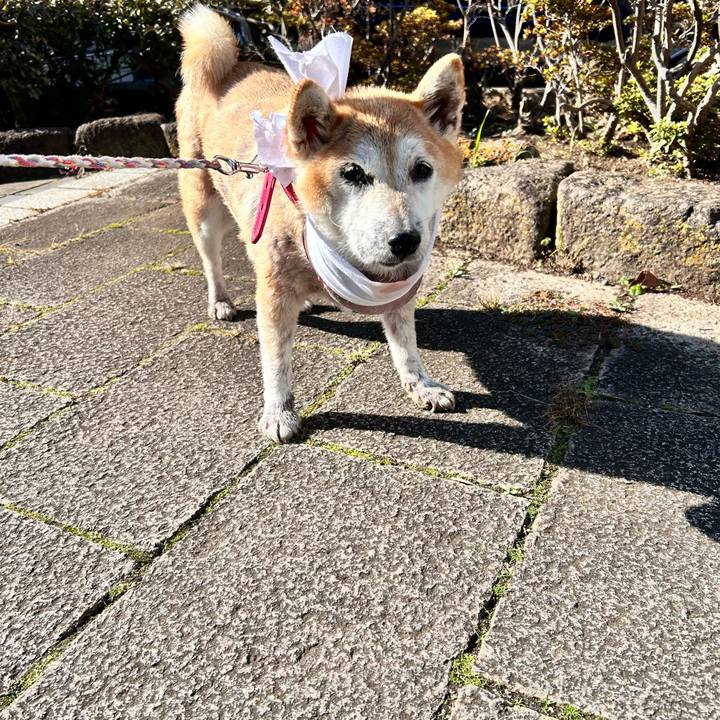 79dcfa03 f830 480d 8a49 5fa31f296cc0 1764130490989