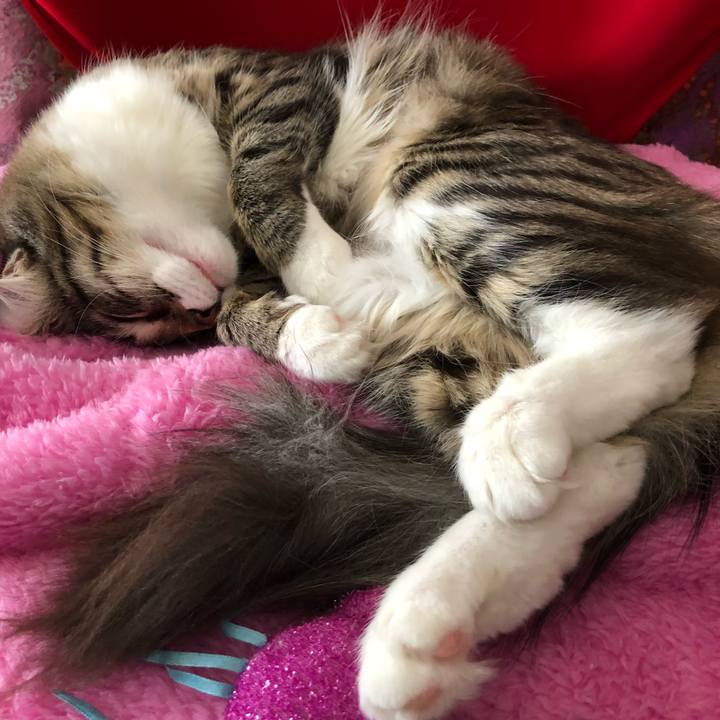 79de6273 7370 4730 8e4e 2509b911dce8 1516343016364