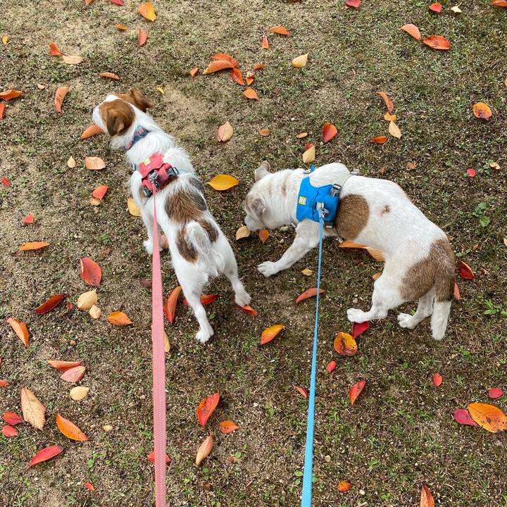 79df5785 cf5e 4c82 a46e 64f89b6ca878 1731754425692