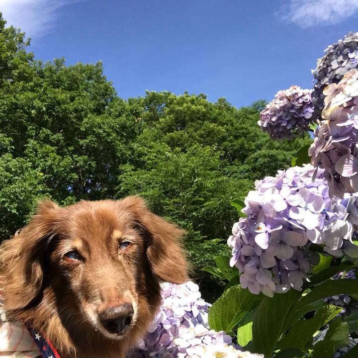 79e2b50a b624 4eeb b444 6167a86ff3fe 1530488892460