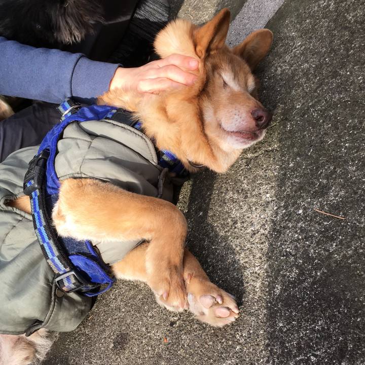 79e2dafd 8f65 47ca aef0 0fa8f98db7d7 1551255467585