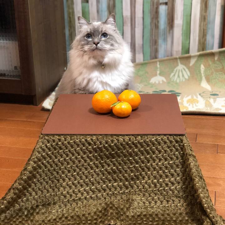 79e3fe5a caa4 4784 bccc 69b9b1d2f6cb 1648071935613