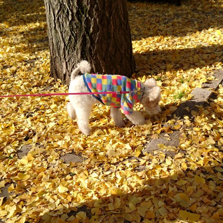 79eb30b8 b863 44ce a18a 6b3cff7d63d0 1512268515850