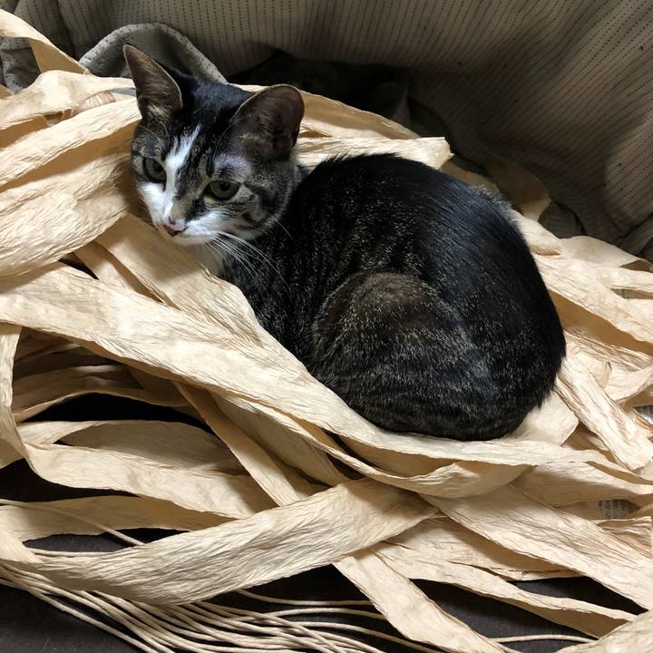 79eb4a3c e40b 4e17 a1fa 8a11e32de339 1525377122817